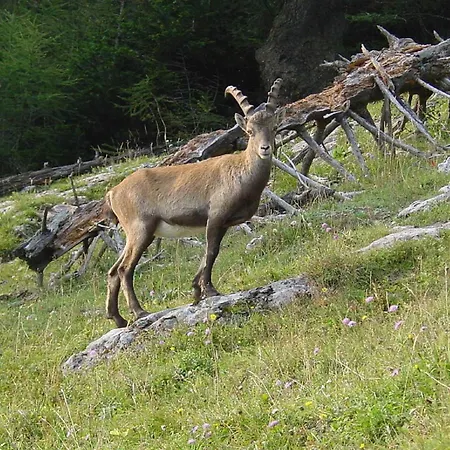 Laserer Gosau