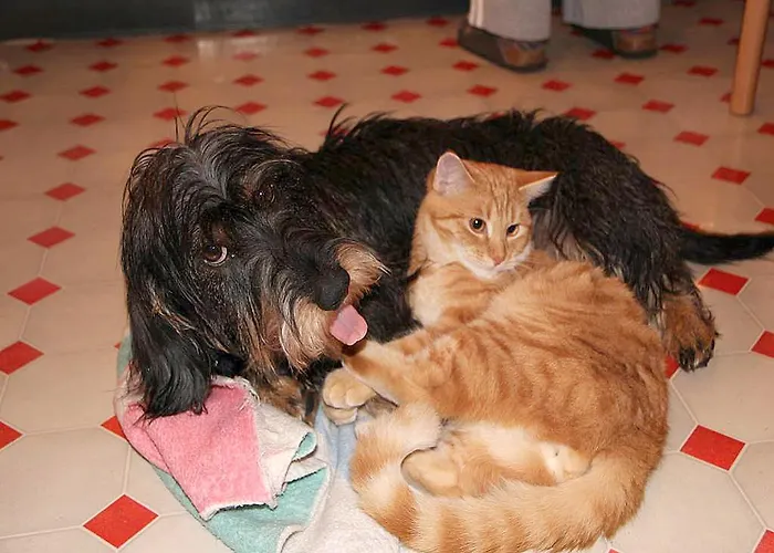 Laserer Appartement *